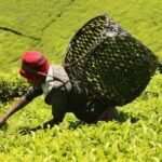 Principal Secretary Paul Ronoh addresses KTDA directors in Kericho during a heated meeting over corruption and mismanagement in Kenya’s tea sector.