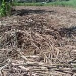 Harvested sugarcane left on farm awaiting transport in Western Kenya