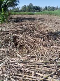 Harvested sugarcane left on farm awaiting transport in Western Kenya